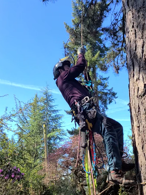 Tree Health Care Climbing